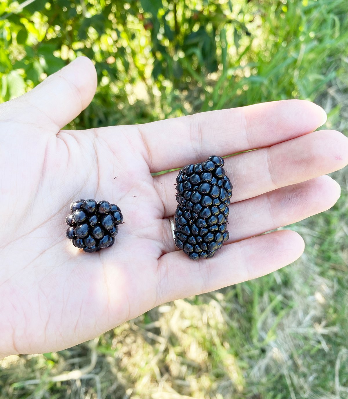 blackberry and marion berry in the palm of a hand