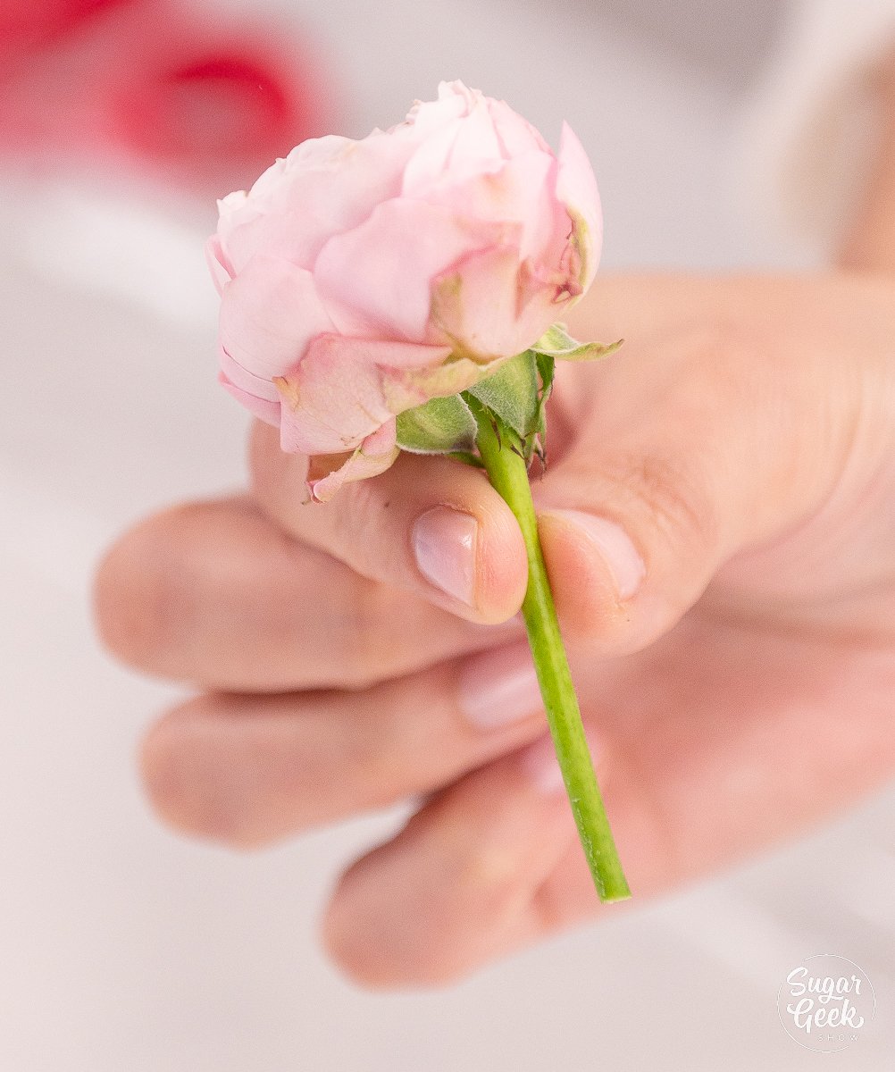 hand holding small flower by the stem