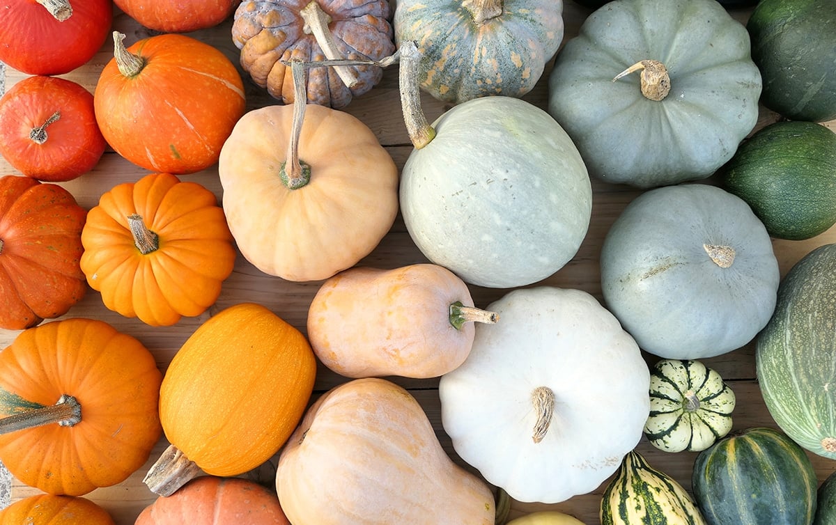 different types of pumpkins for pumpkin puree