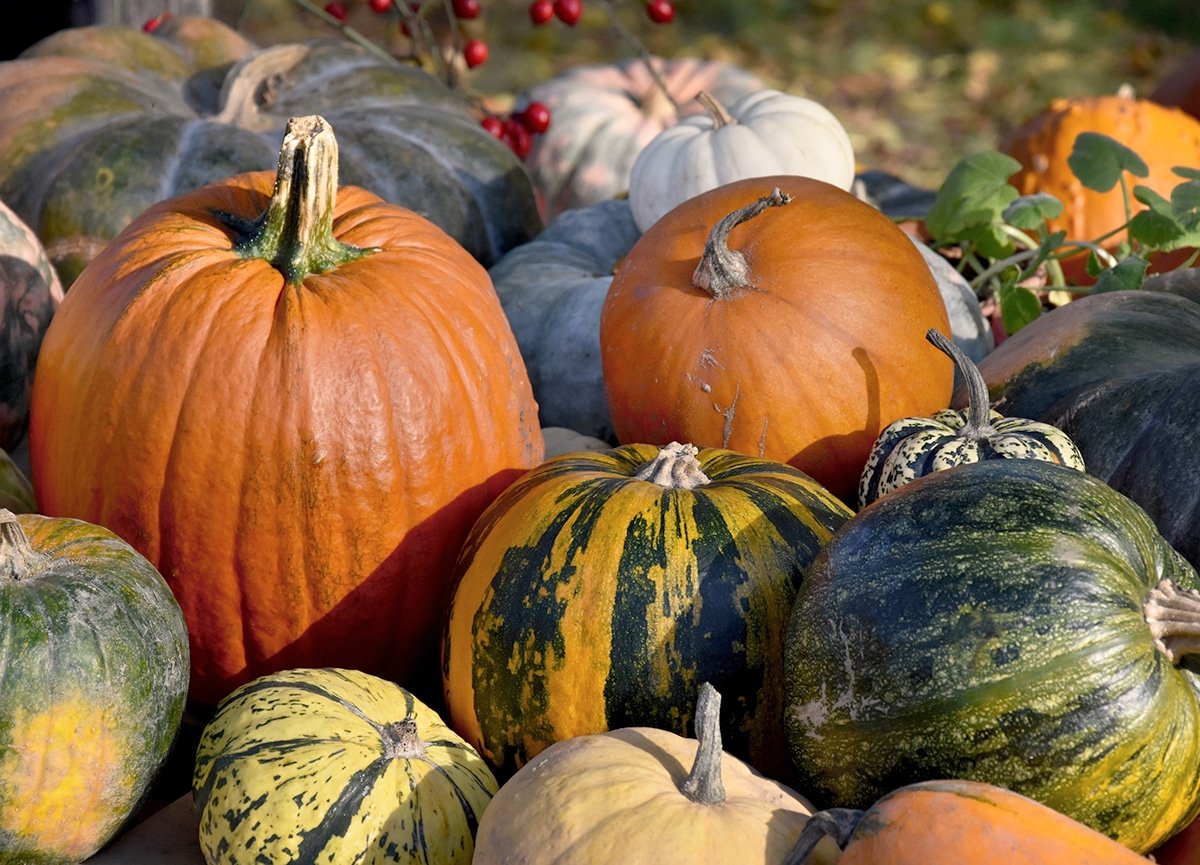 Colorful pumpkins decoration stock images. Pumpkins in the garden. Beautiful autumn decoration with pumpkins. Pile of pumpkins