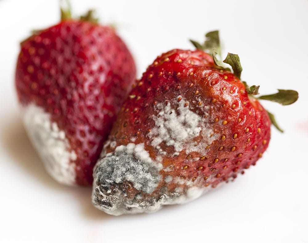 closeup of strawberry with mold